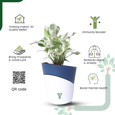 N'Joy Money Plant- Air Purifying & Easy Care Indoor Plant