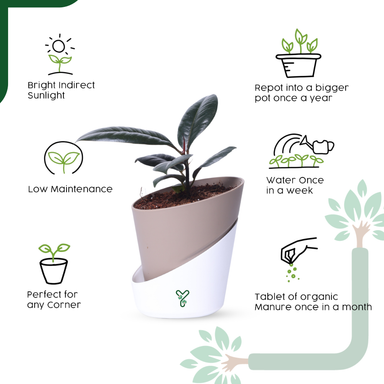 Rubber Plant in Atlantis Self-Watering Pot – Low Maintenance Indoor Plant for Home & Office Decor
