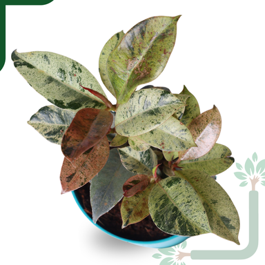 Ficus Tineke Rubber Plant - Variegated Air Purifier for Your Indoor Garden