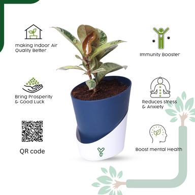 Ficus Tineke Rubber Plant - Variegated Air Purifier for Your Indoor Garden