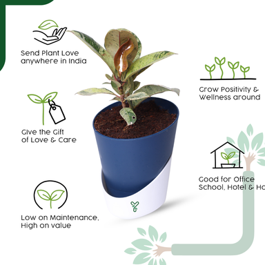 Ficus Tineke Rubber Plant - Variegated Air Purifier for Your Indoor Garden