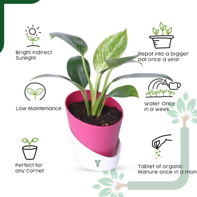 Philodendron Birkin Live Plant- Elegant Indoor Greenery & Thoughtful Gift
