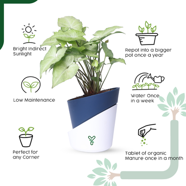 Syngonium White Butterfly Plant-Air Purifying & Elegant Indoor Plant