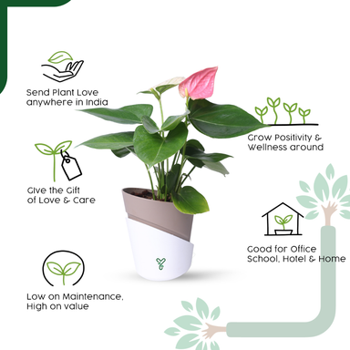 AQI fighter - Anthurium Plant Pink Live - Elegant Blooms & Air Purifying Indoor Plant