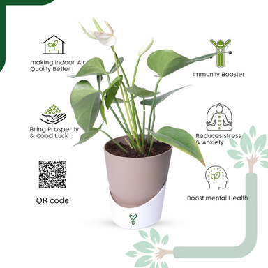 Anthurium Plant White Live - Elegant Purity & Air Purifying Indoor Plant