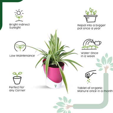 NASA Approved Air Purifier Spider Plant - Easy Care & Clean Air Champion