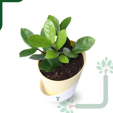 ZZ Green Plant (Zamioculcas Zamiifolia) - Easy Care & Air Purifying Indoor Plant