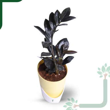 ZZ Black Plant- Low Light, Air Purifying & Indestructible Indoor Plant