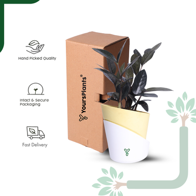  ZZ Black Plant- Low Light, Air Purifying & Indestructible Indoor Plant