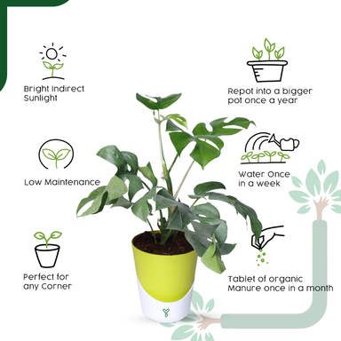 Monstera Siltepecana Live Plant - Rare Beauty, Air Purifying & Easy Care
