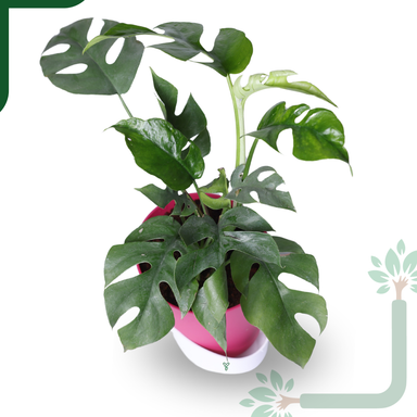 Monstera Siltepecana Live Plant - Rare Beauty, Air Purifying & Easy Care