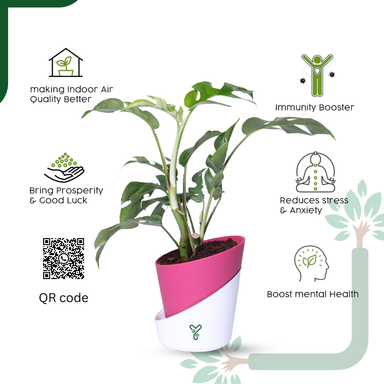 Monstera Siltepecana Live Plant - Rare Beauty, Air Purifying & Easy Care
