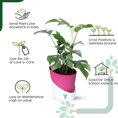 Monstera Siltepecana Live Plant - Rare Beauty, Air Purifying & Easy Care