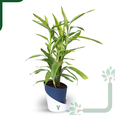 Lucky Bamboo Variegated Green - Vastu Compliant, Good Luck Plant & Easy Care