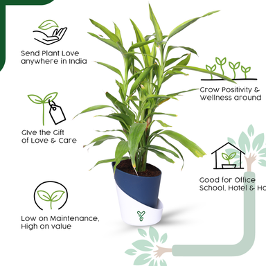 Lucky Bamboo Variegated Green - Vastu Compliant, Good Luck Plant & Easy Care