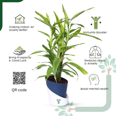 Lucky Bamboo Variegated Green - Vastu Compliant, Good Luck Plant & Easy Care