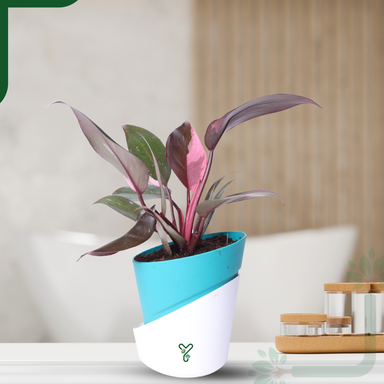 Philodendron Pink Princess Live Plant - Rare Beauty, Vastu Positive & Easy Care Indoor Plant