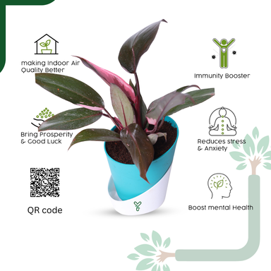 Philodendron Pink Princess Live Plant - Rare Beauty, Vastu Positive & Easy Care Indoor Plant