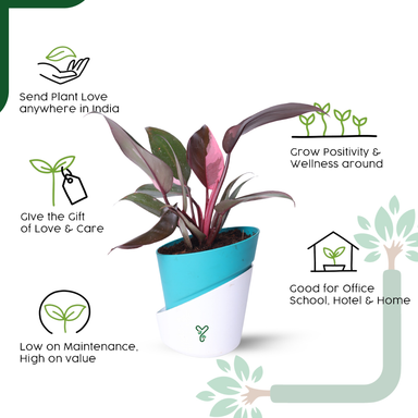 Philodendron Pink Princess Live Plant - Rare Beauty, Vastu Positive & Easy Care Indoor Plant