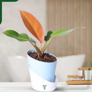 Philodendron Prince of Orange Live Plant - Vibrant Foliage & Auspicious Home Decor