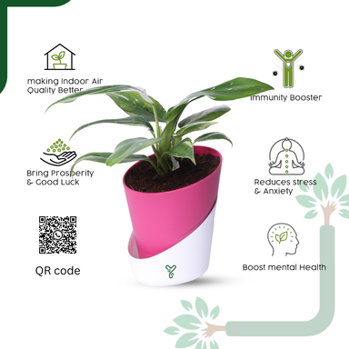 Philodendron White Princess Live Indoor Plant - Rare Beauty & Vastu Compliant