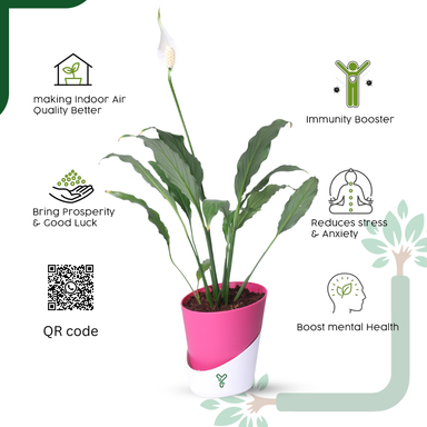 Peace Lily Plant by YoursPlants - Indoor Air Purifier & Elegant Bloom