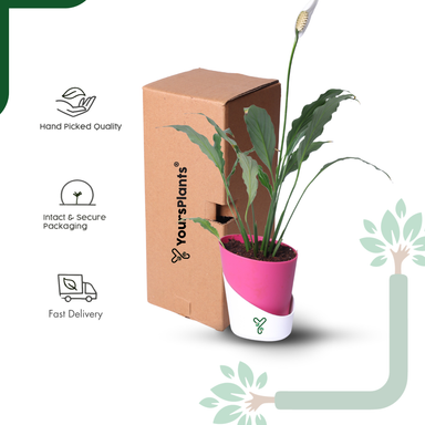 Peace Lily Plant by YoursPlants - Indoor Air Purifier & Elegant Bloom