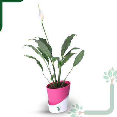 Peace Lily Plant by YoursPlants - Indoor Air Purifier & Elegant Bloom