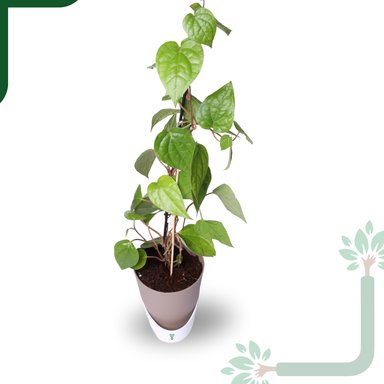 Betel Leaf Plant (Paan) Live by YoursPlants - Medicinal Herb indoor Plants