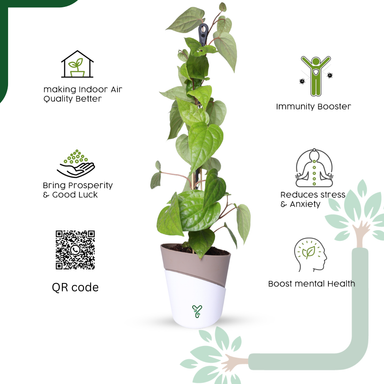 Betel Leaf Plant (Paan) Live by YoursPlants - Medicinal Herb indoor Plants