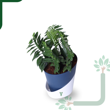 Pedilanthus Green Live Plant - The Indoor Garden Showstopper & Easy-Care Marvel