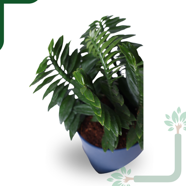 Pedilanthus Green Live Plant - The Indoor Garden Showstopper & Easy-Care Marvel