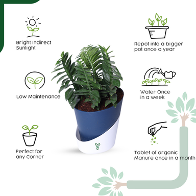 Pedilanthus Green Live Plant - The Indoor Garden Showstopper & Easy-Care Marvel