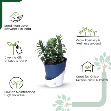Pedilanthus Green Live Plant - The Indoor Garden Showstopper & Easy-Care Marvel