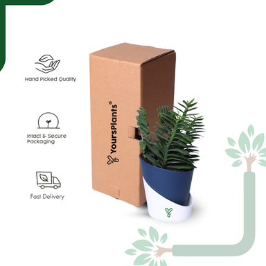 Pedilanthus Green Live Plant - The Indoor Garden Showstopper & Easy-Care Marvel