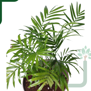 Chamaedorea Palm Live Plant - Air Purifying & Easy Care Indoor Palm