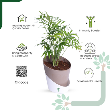 Chamaedorea Palm Live Plant - Air Purifying & Easy Care Indoor Palm