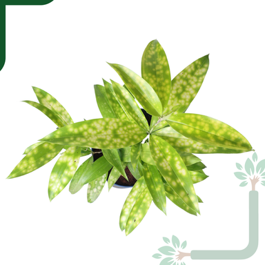 Dracaena My Darling (Golden Milky Way)- Vastu Compliant & Low Maintenance Indoor Plant