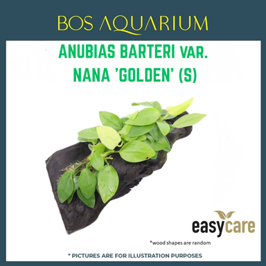 PLANT - ANUBIAS BARTERI VAR. NANA 'GOLDEN' (S)
