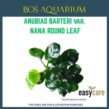 PLANT - ANUBIAS NANA ROUND LEAF
