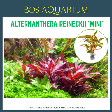 Plant - ALTERNANTHERA REINECKII 'MINI'
