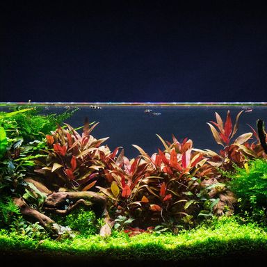 Plant - ALTERNANTHERA REINECKII 'MINI'