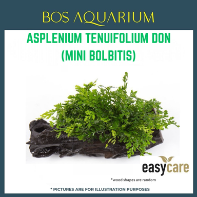 PLANT - ASPLENIUM TENUIFOLIUM DON(MINI BOLBITIS)