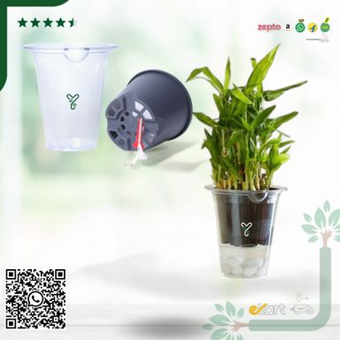 Mascot 10 Glassy 5 Inch Pot | Pack Of 2
