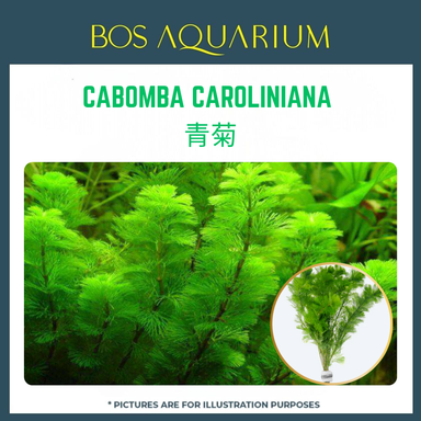 PLANT - CABOMBA CAROLINIANA 青菊