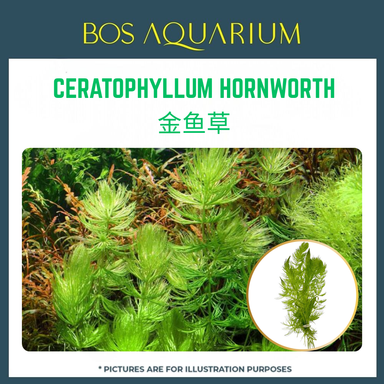 PLANT - CERATOPHYLLUM HORNWORTH