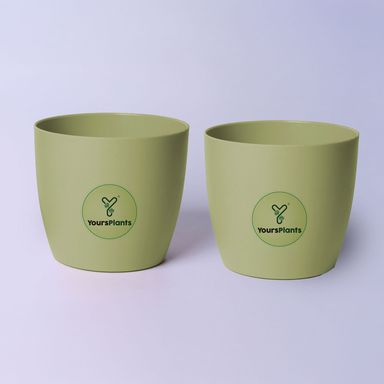 Olive Ronda 1110 Planter - Fits 4''Growser Pot Plants {Free Organic Pot Mix} Pack of 2