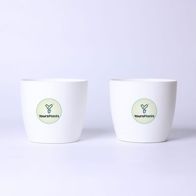 White Ronda 1110 Planter - Fits 4''Growser Pot Plants {Free Organic Pot Mix} Pack of 2