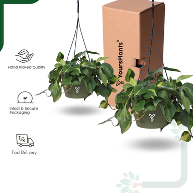 Olive Hanging Self Watering Pot, 8inch, Vertical Hook & 12.5'' Chain | Pack of 2