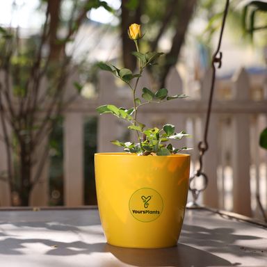 Valencia Planters | Pack of 2 | Mustard Pot